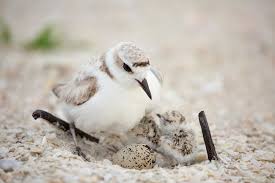 Coastal Shorebirds of Florida